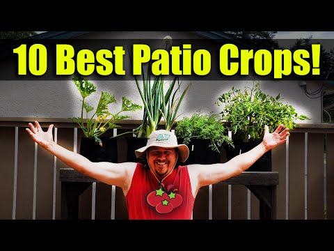 Strawberry Plant Revival Make More And More Strawberry Plants