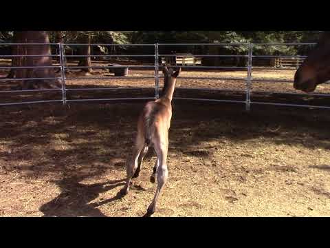 2018 AQHA filly named Comfort stretching her legs