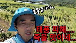 태풍이 농작물과 제 마음까지  무너뜨렸지만..