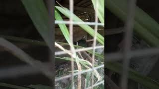 Download lagu Burung DILEMUKAN JANTAN  over Birahi  || Burung Punai Tanah mp3