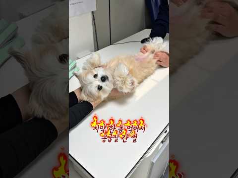 울 집 강쥐 치약 한 통 먹고 응급실 다녀왔음