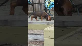 Redbone Coonhound Puppies Videos