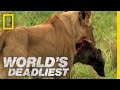 Lions Vs Warthog World S Deadliest