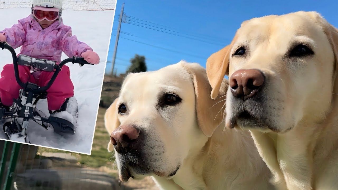 パパゴンサンは在宅チーム、ママユウはゲレンデへ