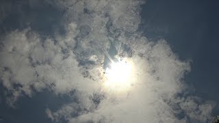 Does the solar eclipse have an effect on bees?