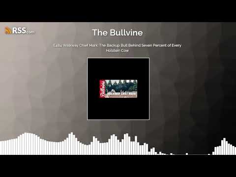 E484 Walkway Chief Mark: Der Ersatzbulle hinter sieben Prozent jeder Holstein-Kuh