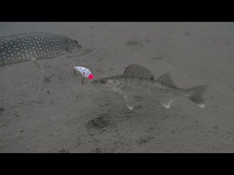 Underwater Chaos Ice Fishing Walleye and Pike In Crystal Clear Water