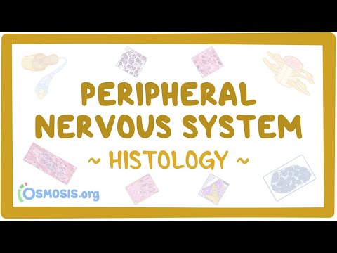 Peripheral nervous system: Histology