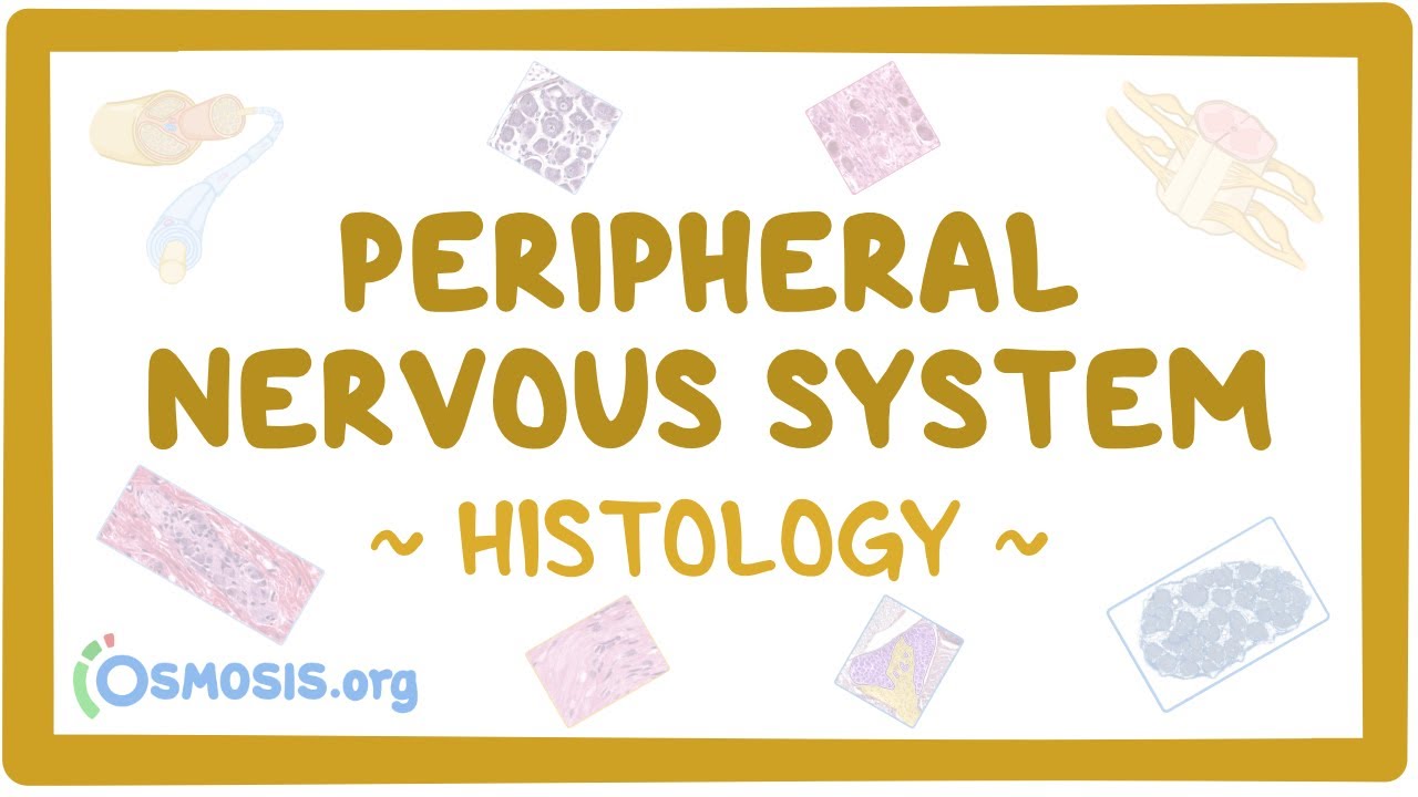 Peripheral nervous system: Histology