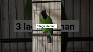 Download lagu Cucak Ijo Bongkar Isian kuntilanak kapas Tembak Sambung kenari#cucakijo #shorts mp3 Download lagu Cucak Ijo Bongkar Isian kuntilanak kapas Tembak Sambung kenari#cucakijo #shorts mp3