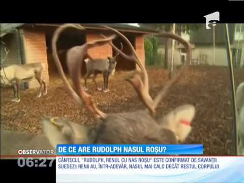 De ce renul Rudolph are nasul roşu?