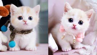 Baby Cats - Cute and Funny Cat Videos Compilation #64 | Aww Animals