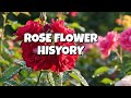 ROSE FLOWERS HISTORY