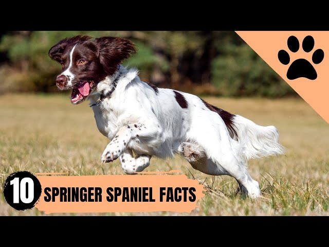 Vídeo relacionado con English Springer Spaniel Rompecabezas 300 Piezas Cartón para Expertos Mejora Atención para Semana Santa Garantía Satisfacción Más Vendido 300 PCS