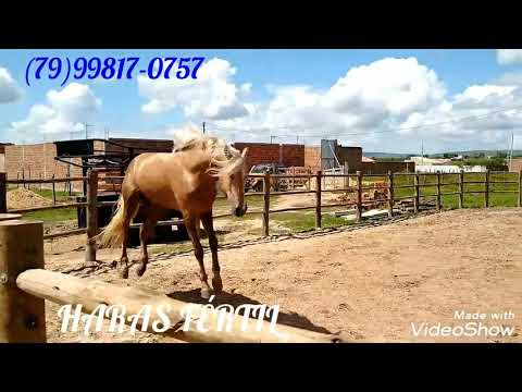 Mangalarga cassino vale dos bacuris