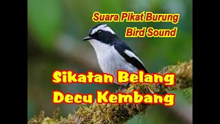 Download lagu SUARA PIKAT SIKATAN BELANG | SUARA PIKAT DECU KEMBANG mp3