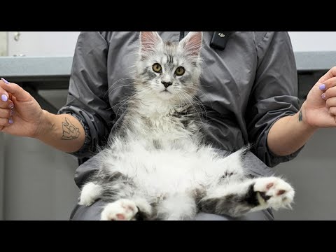 You know what they say, Maine Coons really are the dogs of the cat world