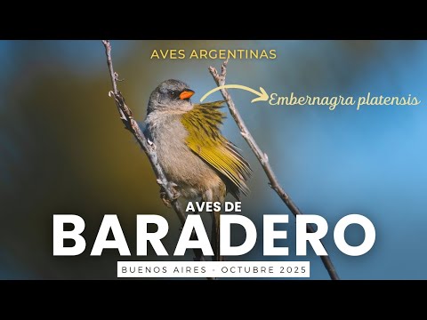 🐦 Aves de Baradero | Volvemos a los humedales en plena primavera