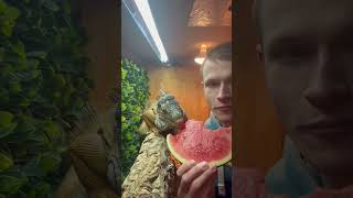 Sharing is caring 🍉 Part 2 🙈 #foryou #lizard #cuteanimals #youtubeshorts #animal #reptile