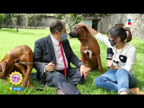 ¿Sabías que puedes donar a cachorritos para que sean perros guía? | Ana Alicia Alba | Sale el Sol