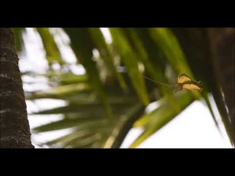 How lizards fly: A novel type of wing in animals