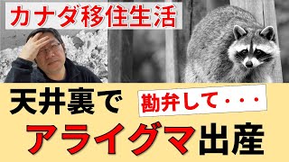 天井裏でアライグマが子供を産んでいた件