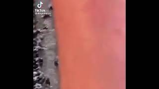 Cover art for frog drafted