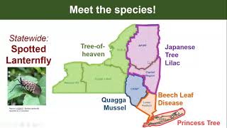 Welcome to the iMapInvasives NYISAW Mapping Challenge!
