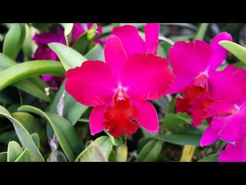 Orkidea vs. Marc Mitchell -  Eternal Love