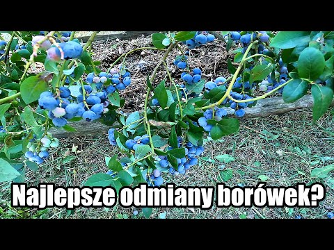 Borówki - najlepsze odmiany. Czy takie istnieją? Opis 20 odmian borówki amerykańskiej