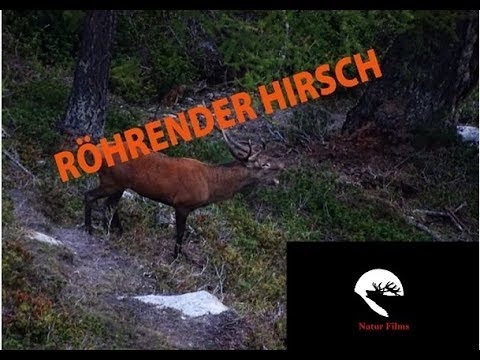RÖHRENDER HIRSCH
