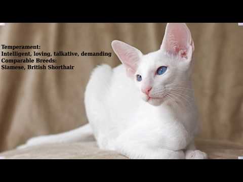 Foreign White - cat breed