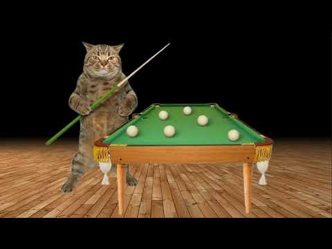 Вечер перестает быть томным...➤ Кошка Чечня БлоХер