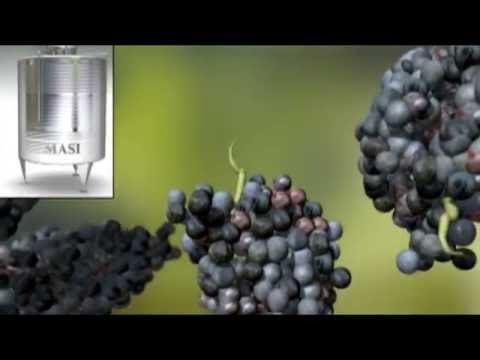 Double Fermentation Masi Wines - English