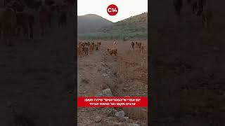 יום אחרי ש״הפטריוטים״ שידרו משם: ערבים תקפו נער מחוות אביחי (חדשות ערוץ 14) - התמונה מוצגת ישירות מתוך אתר האינטרנט יוטיוב. זכויות היוצרים בתמונה שייכות ליוצרה. קישור קרדיט למקור התוכן נמצא בתוך דף הסרטון