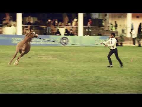 تغطية لزيرتنا لمهرجان الأمير سلطان بن عبالعزيز العالمي للجواد العربي
