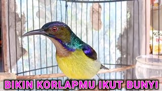 Download lagu Pancingan korlap gacor mp3 Download lagu Pancingan korlap gacor mp3