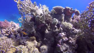 Видео об отеле Continental Garden Reef Resort, 0