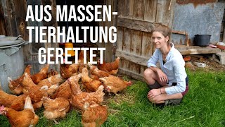 Der Massenstall des Grauens😢Neues Leben auf dem Hof🐔Legehühner vor dem Schlachter gerettet!🔪