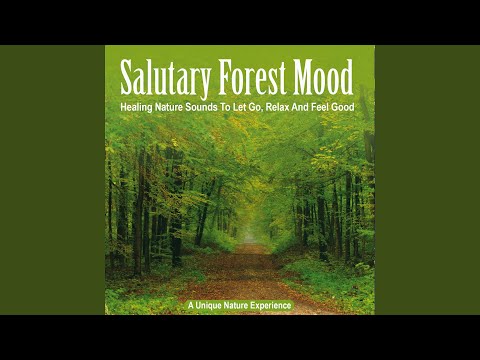 The Forest Awakens, Pt. 1