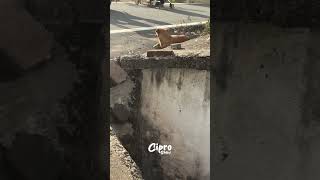 Mira estos perritos lo que hacen #viralvideo