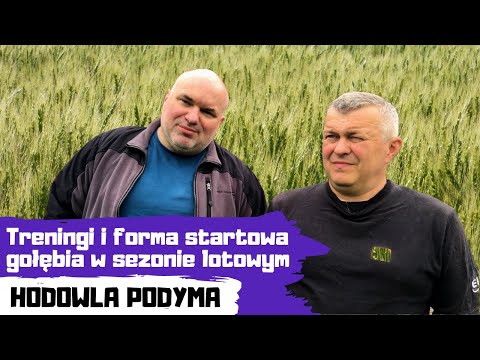 Treningi i forma startowa gołębia w sezonie lotowym | Hodowla Podyma
