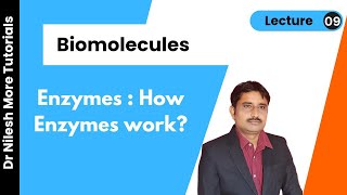 Biomolecules | Enzymes : How to They work ? | Lecture 09