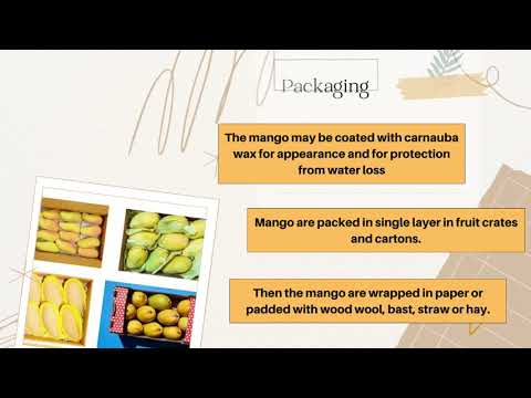 post-harvest handling process of mango
