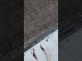 YouTube Thumbnail YouTube Thumbnail