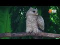Birdwatching In Sri Lanka The Devil Bird Of Sri Lanka