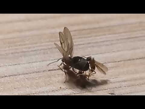 Queen ant mating with 2 males