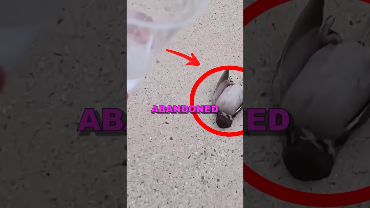 RESCUING BABY BIRD! #animalrescue