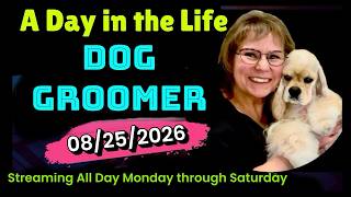 A DAY in the LIFE of a DOG GROOMER at Grande Style Pet Grooming  in Tampa. Dog Grooming Livestream.