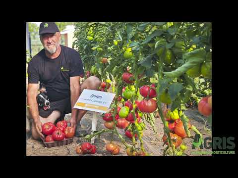 Buffalopink F1 - Cultura de tomate roz în jud. Bihor, loc. Tarcaia, la domnul Bunta Francisc